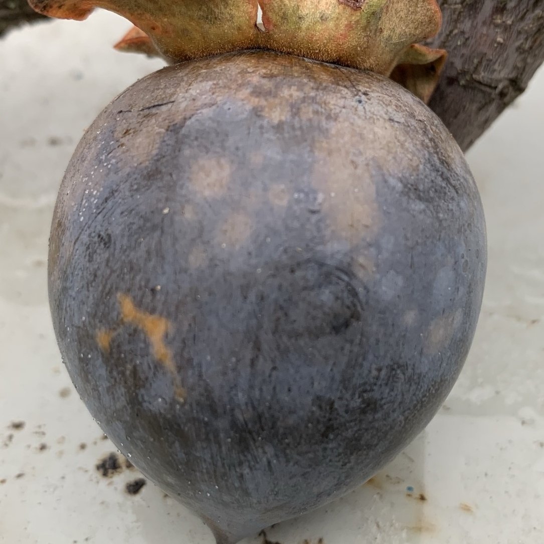 РАЙСКА ЯБЪЛКА