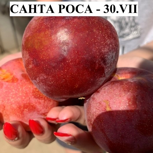 СЛИВИ