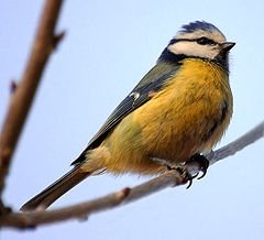 Дивите животни в България