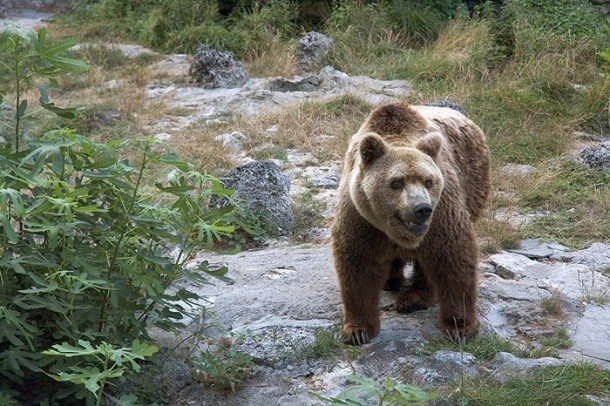 Дивите животни в България