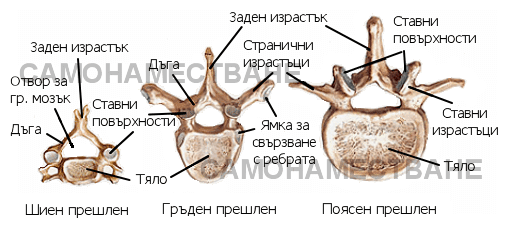 Скелет на човека