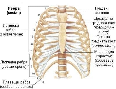 Скелет на човека