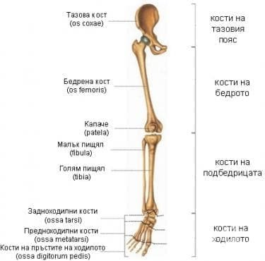 Скелет на човека