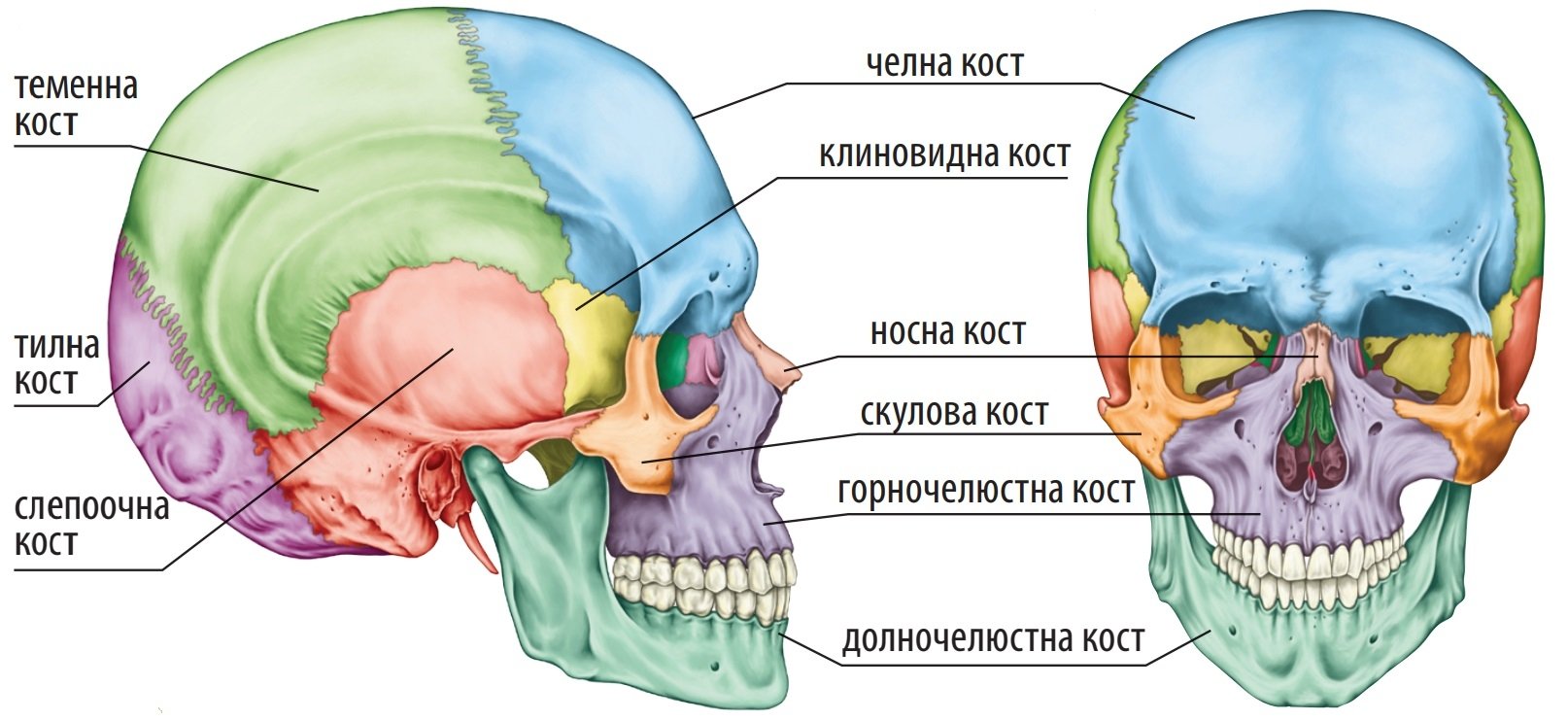Скелет на човека