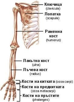 Скелет на човека