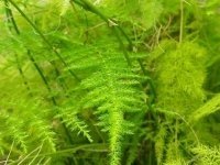 5 растения, които са опасни за вашето куче