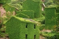 5 растения, които са опасни за вашето куче