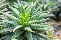 5 растения, които са опасни за вашето куче