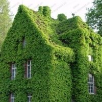 5 растения, които са опасни за вашето куче